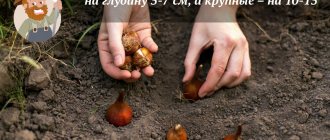 Tulip bulbs with sprouted roots or soft bottoms cannot be used