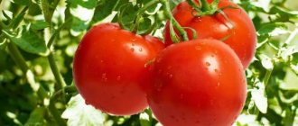&#39;The favorite of vegetable growers, a variety donated by Russian breeders - tomato &quot;Olya F1&quot;&#39; width=&quot;800