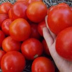 &#39;Yamal tomatoes, beloved by gardeners: we grow an unpretentious variety ourselves without much difficulty&#39; width=&quot;800