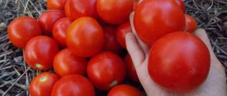 'Любимые садоводами помидоры "Ямал": выращиваем неприхотливый сорт самостоятельно без особого труда' width="800