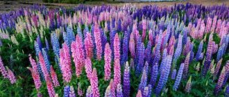 Annual lupine as green manure