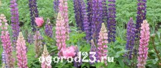 Lupins growing from seeds when to plant