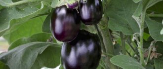 Small eggplants