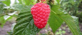 Raspberry Maroseyka