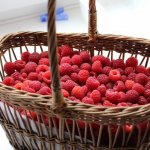 Raspberries: description of the 22 best varieties, characteristics and reviews from gardeners (Photo