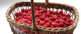 Raspberries: description of the 22 best varieties, characteristics and reviews from gardeners (Photo