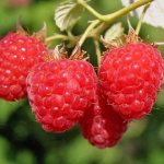 Raspberry Balsam variety