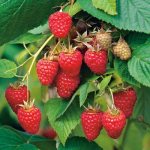 Raspberry Tulamin: growing features, reviews and photos, description and characteristics