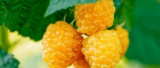 Raspberry yellow giant