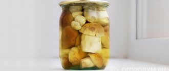 Pickled porcini mushrooms (pictured) retain their color and texture density during heat treatment, decreasing in volume by 2-3 times