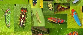 small leafhopper pests