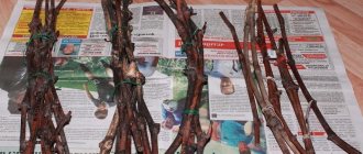 Methods for storing grape cuttings in winter and germination in spring
