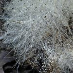 Mycelium at magnification