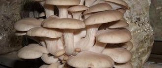 DIY oyster mushroom mycelium