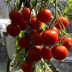 'Миниатюрные кустики с крошками-помидорками - украшение грядки: томат "Карамель