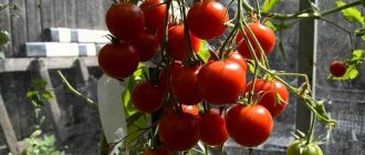 &#39;Miniature bushes with tomato crumbs - garden bed decoration: Caramel tomato