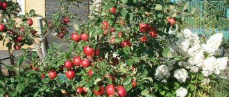 Many apples on the apple tree