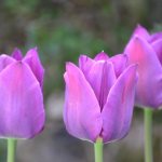 Многолетние цветы с сиреневыми и фиолетовыми цветами