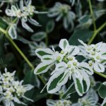 Euphorbia fringed - best growing tips