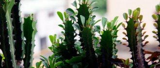Euphorbia triangularum is confused with a cactus