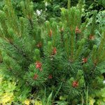 Young Pumilio pine cones