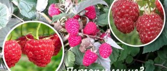 Can raspberries cross-pollinate?