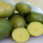 Is it possible to eat green potatoes, is it dangerous for the human body and why?