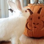can rabbits be given pumpkin?
