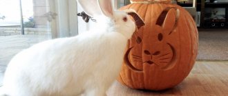 can rabbits be given pumpkin?