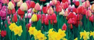 Is it possible to plant daffodils and tulips together? How do tulips and daffodils get along in the garden? 