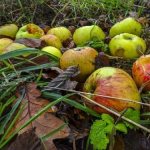 Is it possible to bury fallen apples in the garden? Why you need to immediately remove fallen apples 