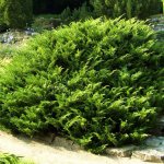 Cossack juniper: photo and description, planting and care, reproduction