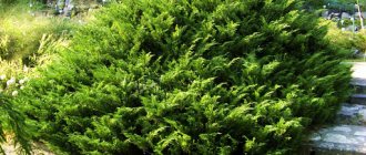 Cossack juniper: photo and description, planting and care, reproduction