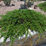 Cossack juniper Tamariscifolia: description and photo in garden design
