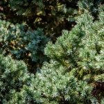 Juniper Meieri: how to grow in the country