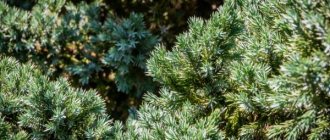 Juniper Meieri: how to grow in the country