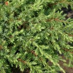 Common juniper Repanda: photo in landscape design