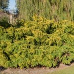 Juniper Old Gold: a bright shrub for the garden
