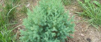 Juniper Stricta