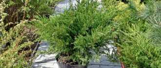 Juniper in winter: how to cover, how to care