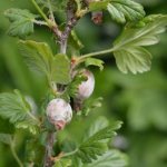 Powdery mildew on gooseberries: control measures