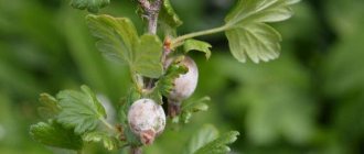 Powdery mildew on gooseberries: control measures