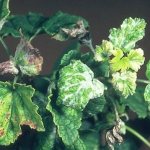 Powdery mildew can completely destroy currants