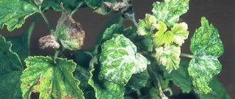 Powdery mildew can completely destroy currants