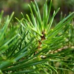 Mulching with conifer cones and needles: needles contain calcium, magnesium, zinc and manganese
