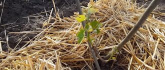 Mulching grapes after planting