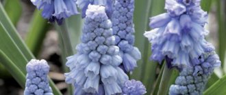 Muscari blue muscari azureum photo