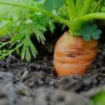 На что влияет подкормка моркови