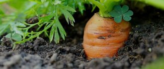 На что влияет подкормка моркови
