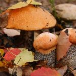 Начиная с ранней весны и до самой середины осени в лесах Башкирии можно встретить большое количество грибов